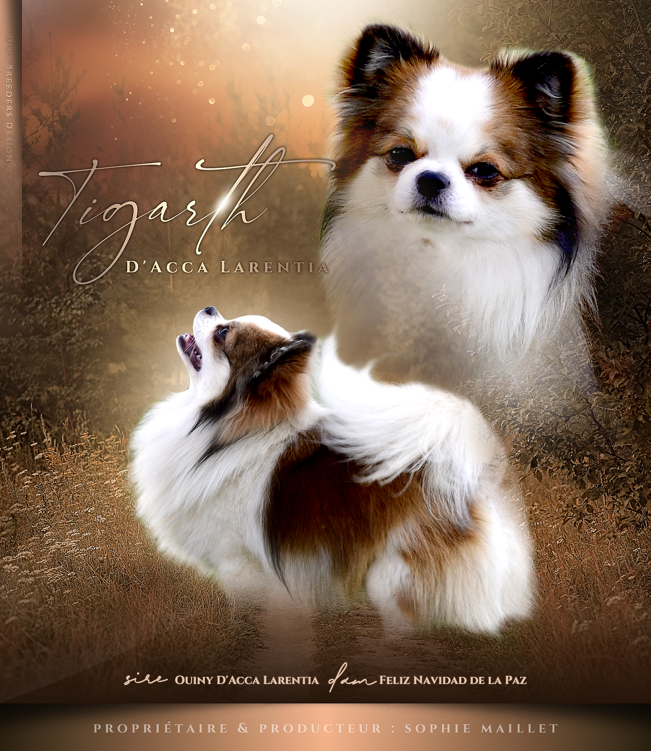 Tigarth presentation 2